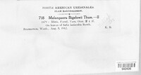 Melampsora bigelowii image